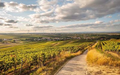 Radeln durch die Weinregion